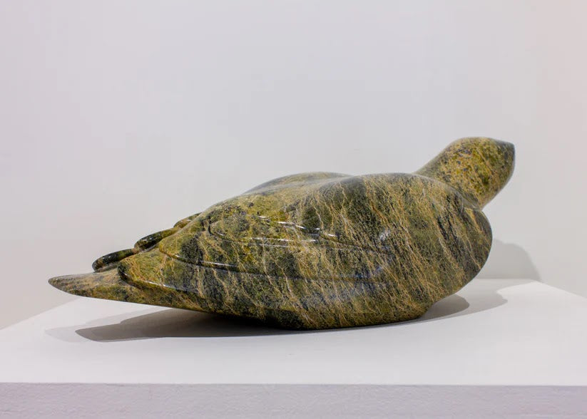 Oviloo Tunnillie Falcon